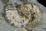 Fossil Ammonite Cluster - South Dakota #115077-2